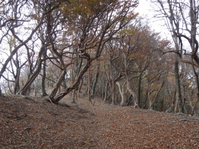 迷岳 063・シロヤシオの老木の群落 (640x480)