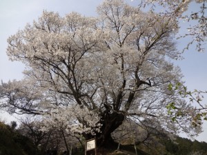 三郎ヶ岳 093・仏隆寺の桜 (640x480)