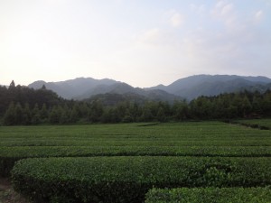 仙ヶ岳 183・仙ヶ岳と野登山と茶畑 (640x480)