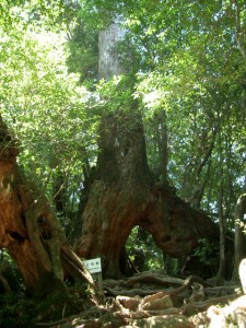 屋久島2 053・くぐり杉 (480x640)
