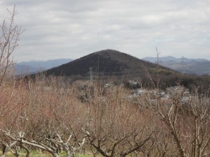 雄岡山・雌岡山 041・梅林と雄岡山 (640x480)