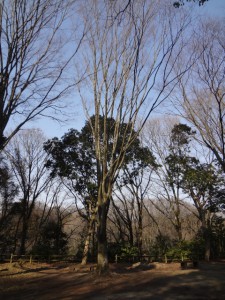 飯盛山 147・ケヤキ (480x640)