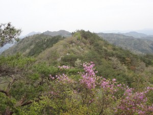 三尾山 179・ツツジと下山の岩尾根 (640x480)