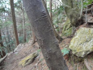 三上山 075・ヒサカキ (640x480)